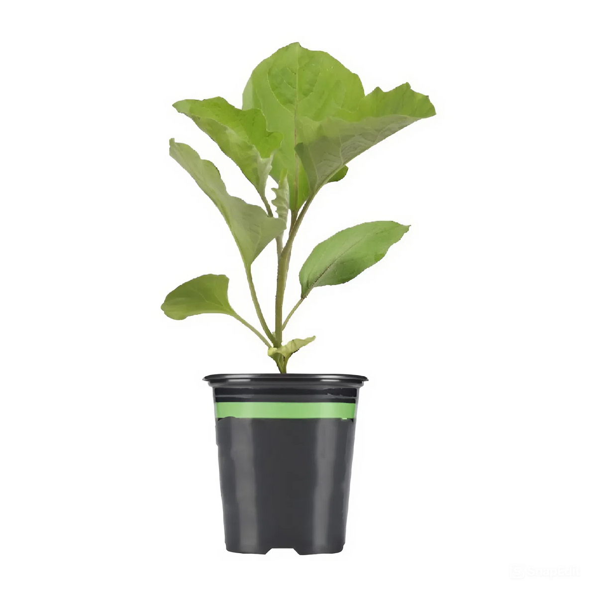 Black Beauty Eggplant, 4 inch Black Beauty Eggplant, Black Beauty Eggplant for sale buy Black Beauty Eggplant online