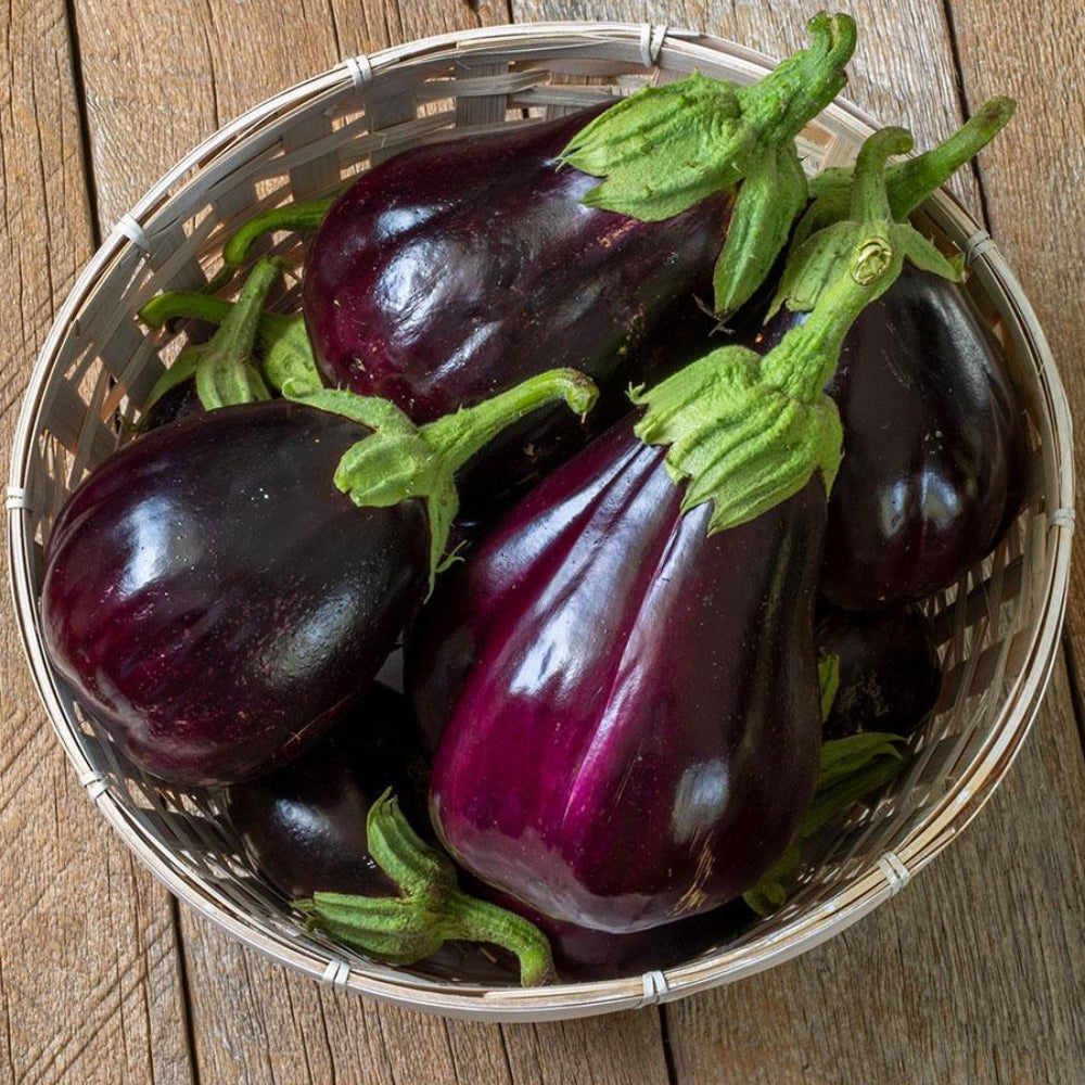 succulent eggplants Black Beauty Eggplant