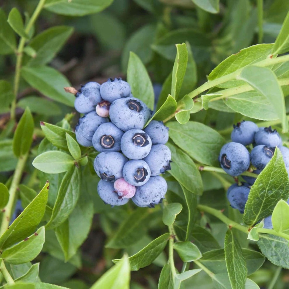 edible berry bushes, edible berry bushes, buy berry plants online, plant nursery near me