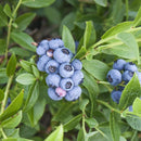 edible berry bushes, edible berry bushes, buy berry plants online, plant nursery near me