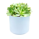 Succulent for sale, How to grow and care for Aeonium Succulent Plant, Aeonium Emerald Ice Propagation, Premium Succulent Gift Box for any occasion, Aeonium Emerald Ice