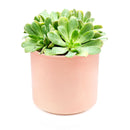 Succulent for sale, How to grow and care for Aeonium Succulent Plant, Aeonium Emerald Ice Propagation, Premium Succulent Gift Box for any occasion, Aeonium Emerald Ice