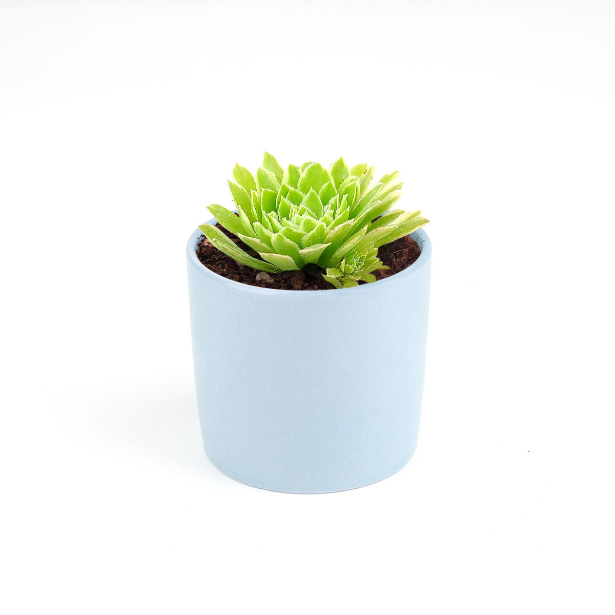 Aeonium Emerald Ice Bright Green Rosette Succulent for sale, How to grow and care for Aeonium Succulent Plant, Aeonium Emerald Ice Propagation, Premium Succulent Gift Box for any occasion, Aeonium Emerald Ice Succulent with care guide, Succulent &amp; Cactus for sale