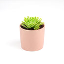 Succulent for sale, How to grow and care for Aeonium Succulent Plant, Aeonium Emerald Ice Propagation, Premium Succulent Gift Box for any occasion, Aeonium Emerald Ice