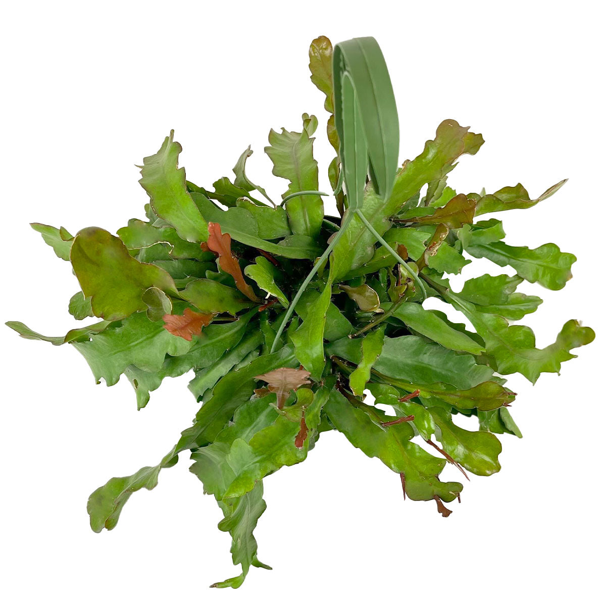 Live Ric Rac Cactus (Fishbone Cactus) 6 inch Grower Pot for sale, Striking zig-zag foliage Plant, A unique and low-maintenance indoor plant