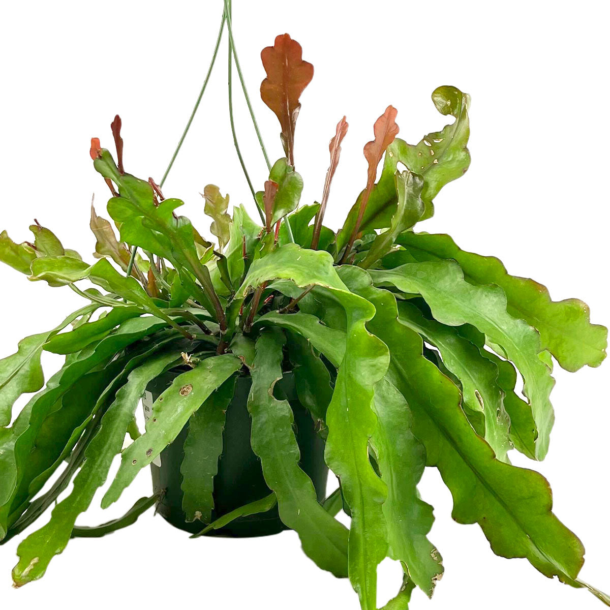 Shop live Ric Rac Cactus plants (Epiphyllum anguliger) Plant, Best Hanging Plant for Home Decoration, Easy to care cactus for beginners, Unusual Plants for Home Office Decor