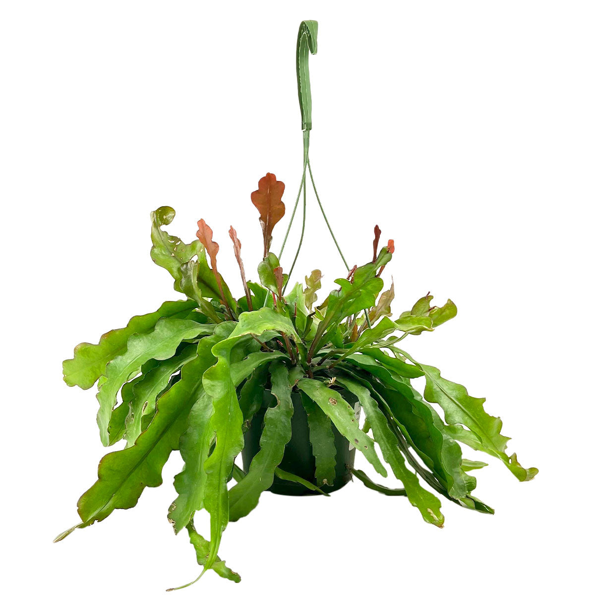 Buy Ric Rac Cactus Fire (Epiphyllum anguliger) 6 inch, RARE Fishbone Cactus for sale online, Cactus gift decor ideas