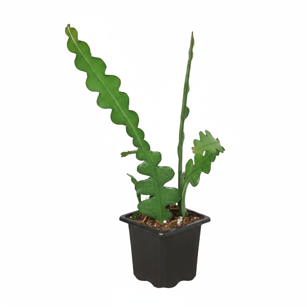 fish bone succulent Rare Fishbone Cactus - Ric Rac Cactus