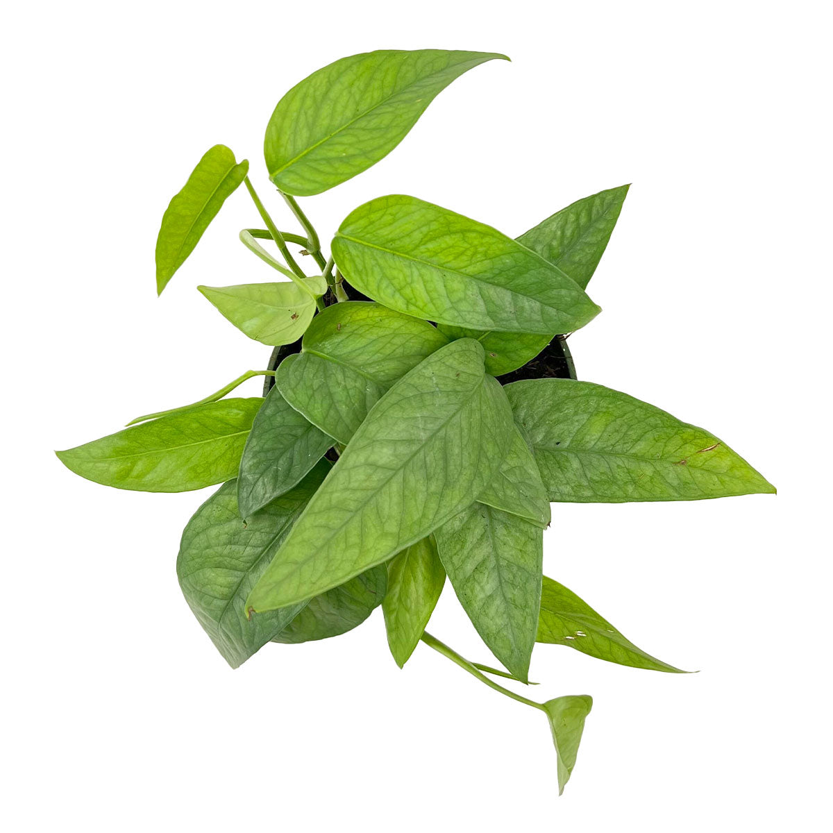 Epipremnum Pinnatum Cebu Blue for sale, Purchase Cebu Blue Epipremnum, Best Hanging Houseplants to Grow, Rooted Cebu Blue Pothos 4 inch Grower Pot