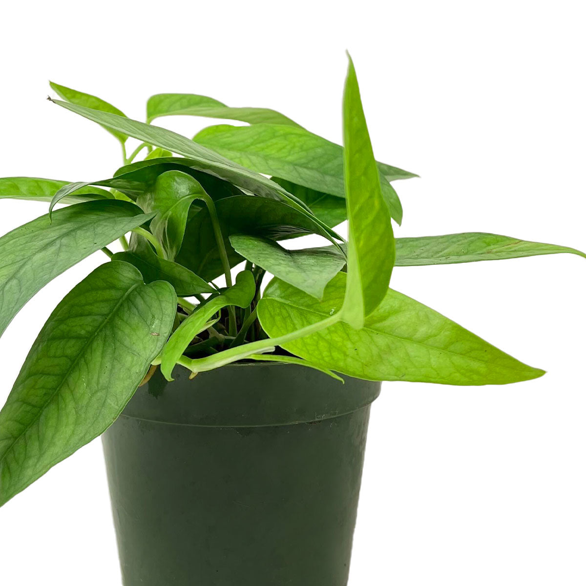 cebu blue pothos lowes Cebu Blue Pothos (Epipremnum Pinnatum)