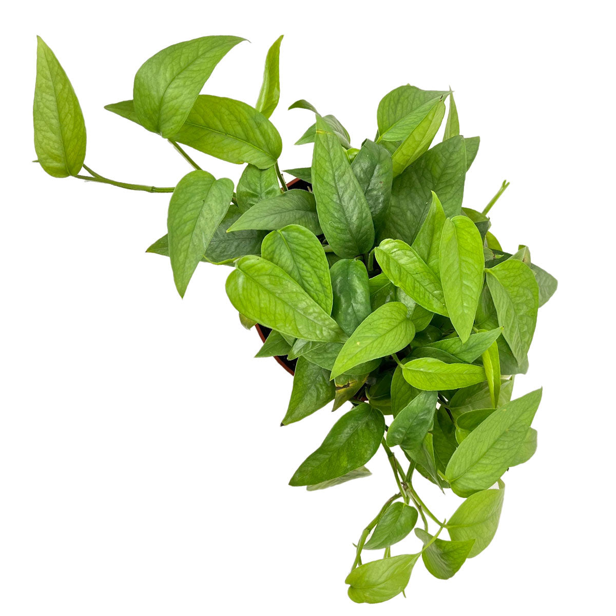 Buy Cebu Blue Pothos 6 inch plant, Easy Care Houseplants for Home Office, Epipremnum Pinnatum Cebu Blue for sale