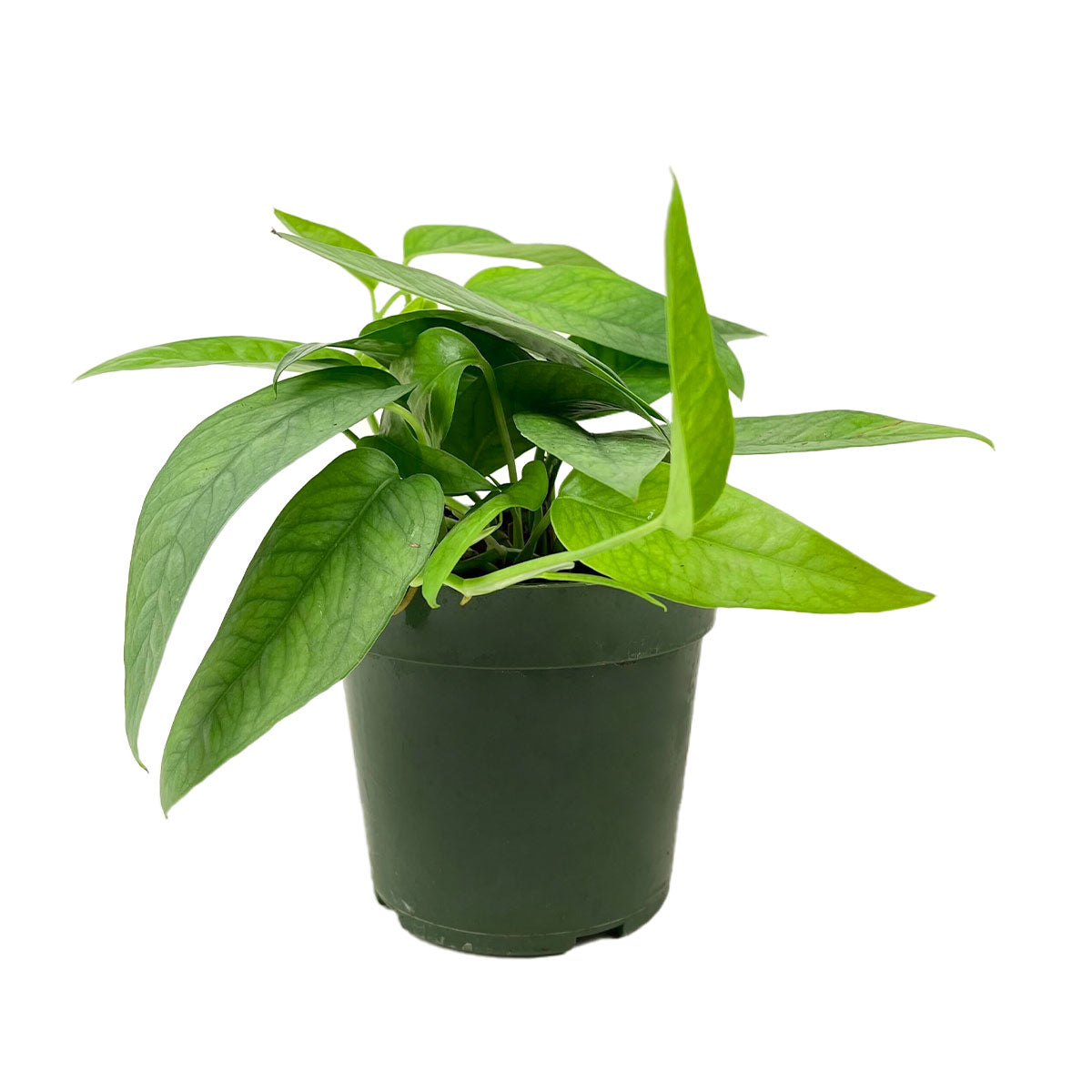 Epipremnum Pinnatum &#39;Cebu Blue&#39; 4 inch plant for sale, Buy hanging houseplants online, Buy Cebu Blue Pothos