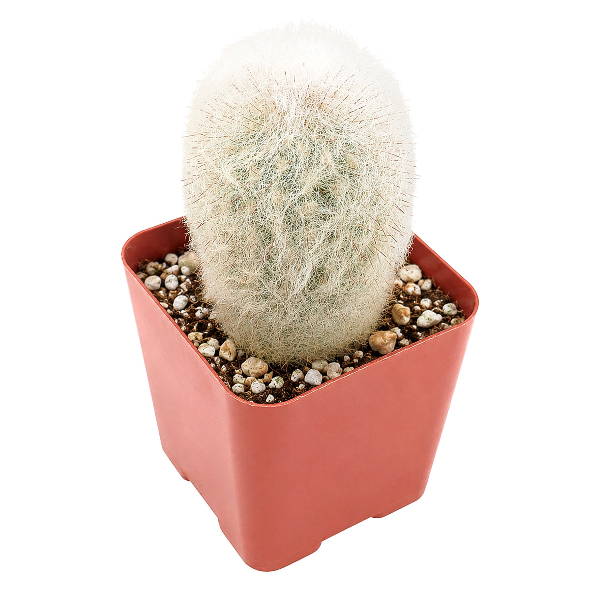 Peruvian Old Lady Cactus - Espostoa melanostele