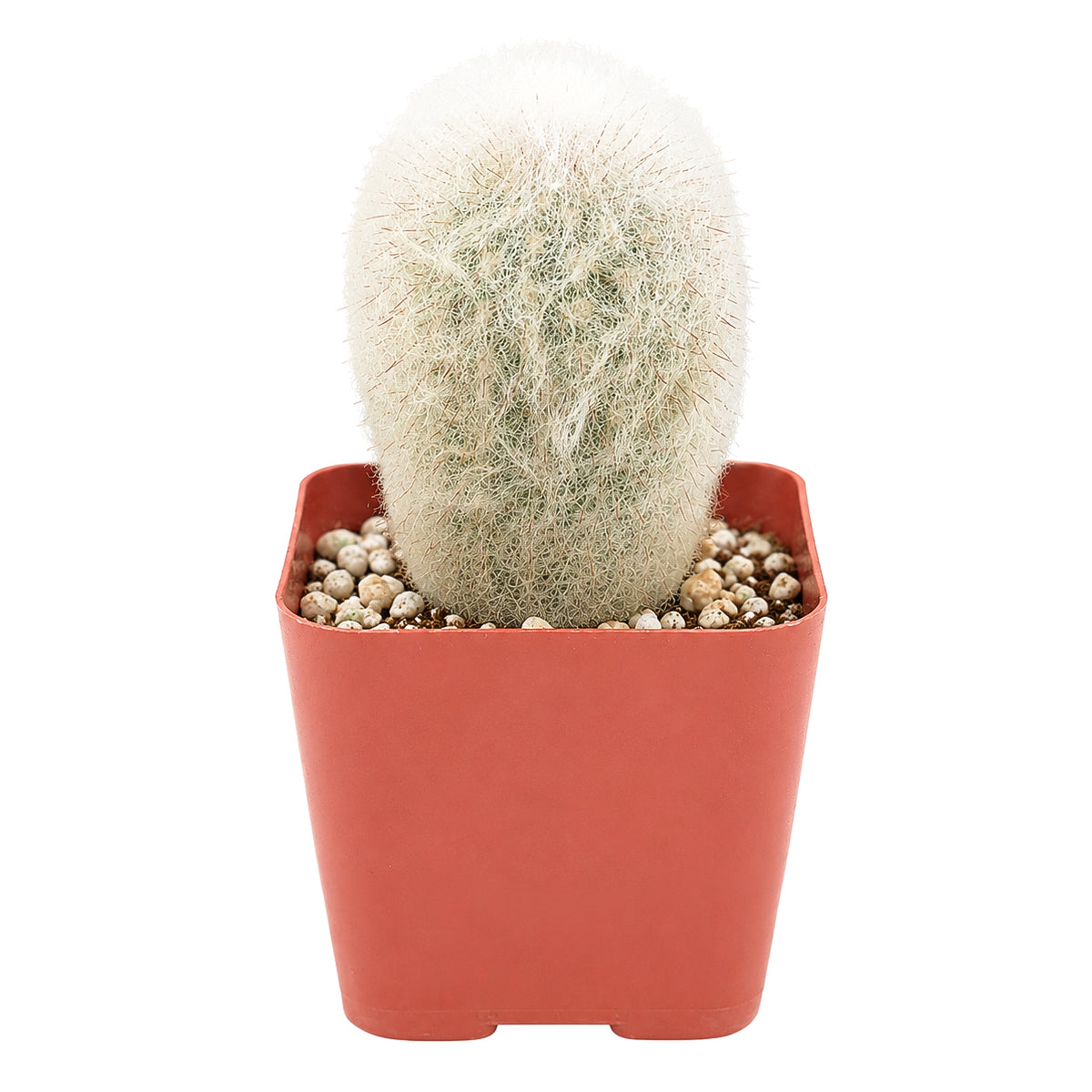 Peruvian Old Lady Cactus - Espostoa melanostele