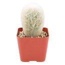buy Peruvian Old Lady Cactus - Espostoa melanostele live cactus 4 inch online, dense white woolly hair covering, upright columnar form, golden hidden spines, slow growing drought tolerant, striking architectural accent for bright sunny windowsill, unique collector gift for cactus enthusiasts