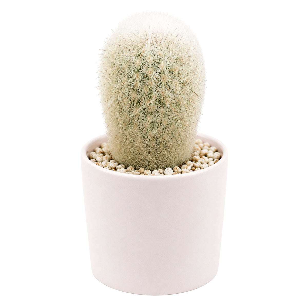 Peruvian Old Lady Cactus - Espostoa melanostele