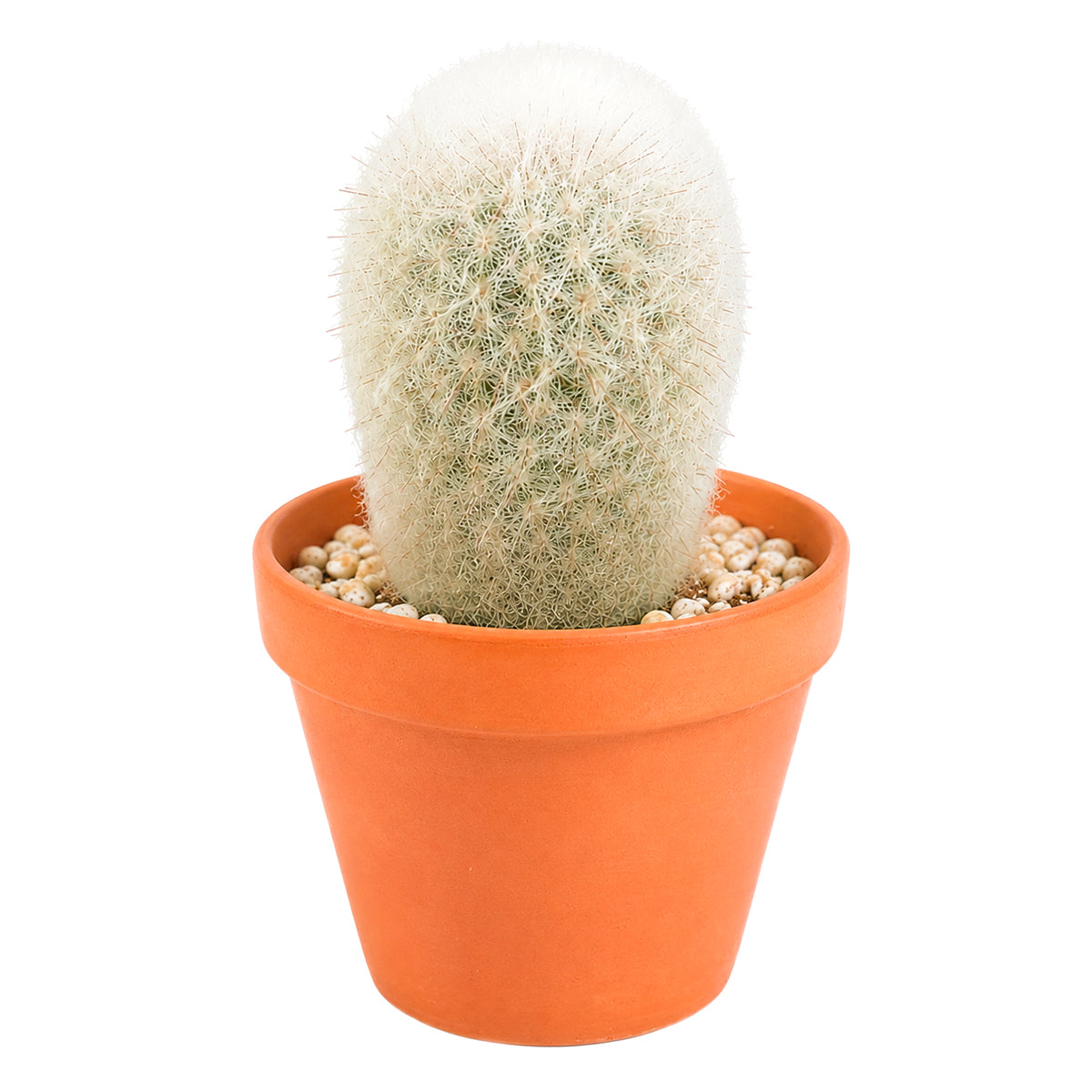 Peruvian Old Lady Cactus - Espostoa melanostele