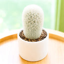 buy Peruvian Old Lady Cactus - Espostoa melanostele live cactus 4 inch online, dense white woolly hair covering, upright columnar form, golden hidden spines, slow growing drought tolerant, striking architectural accent for bright sunny windowsill, unique collector gift for cactus enthusiasts