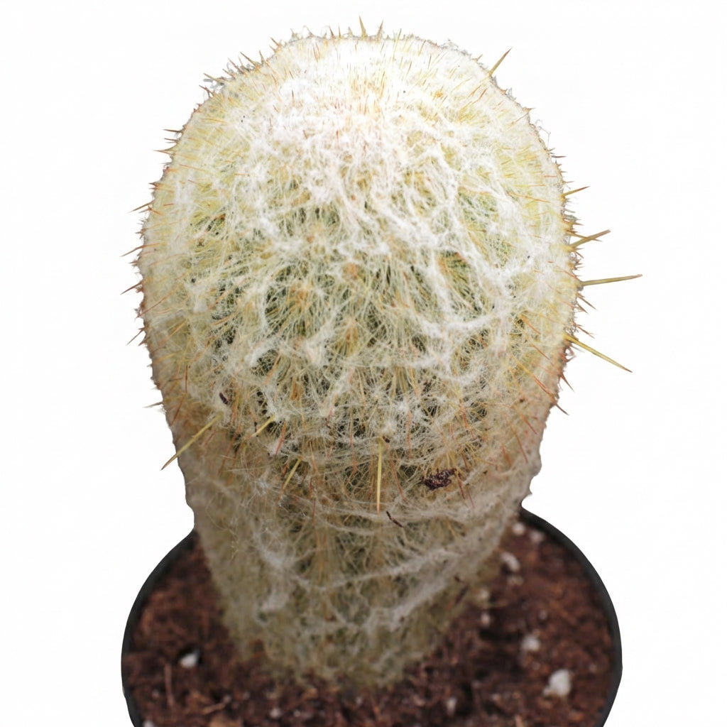 Potted Peruvian Old Lady Cactus - Espostoa melanostele, green succulents, indoor outdoor succulents, cactus care guide, buy cactus online