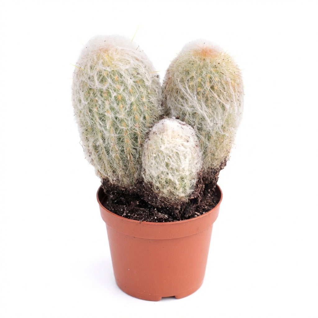 Peruvian Old Lady Cactus - Espostoa melanostele, green succulents, indoor outdoor succulents, cactus care guide, buy cactus online
