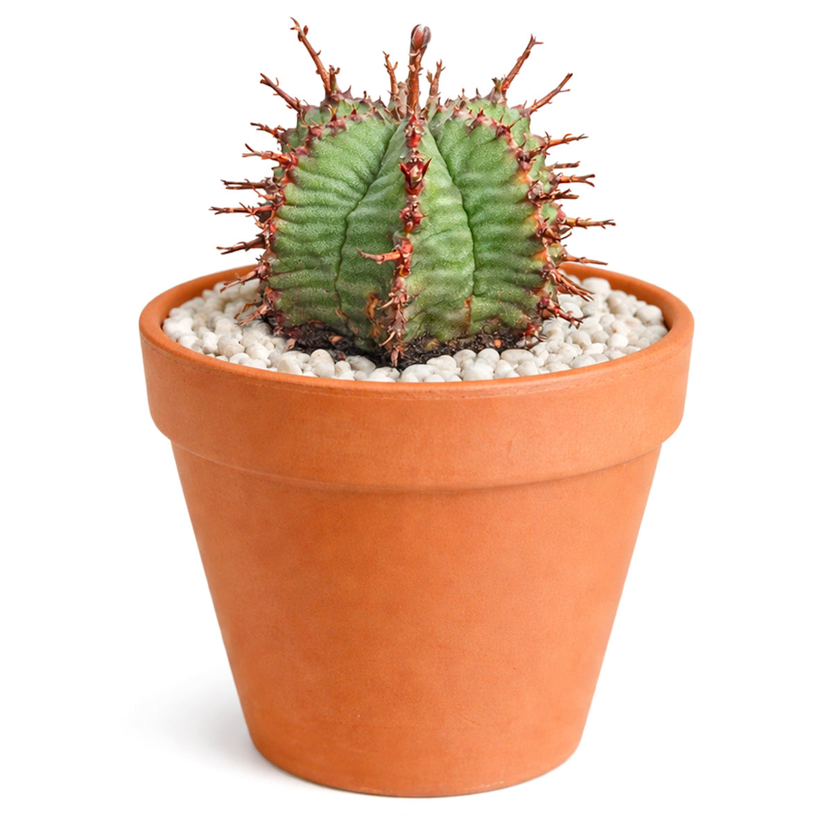 2 inch Euphorbia horrida, green succulents, indoor succulents, succulent care guide, buy succulents online