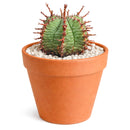 2 inch Euphorbia horrida, green succulents, indoor succulents, succulent care guide, buy succulents online