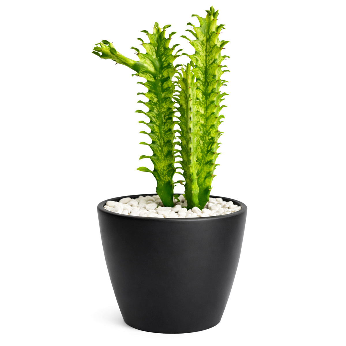 4 inch Euphorbia 'Mint Cream' Cactus in decorative pot, indoor succulents, buy cactus online, unique cactus for sale