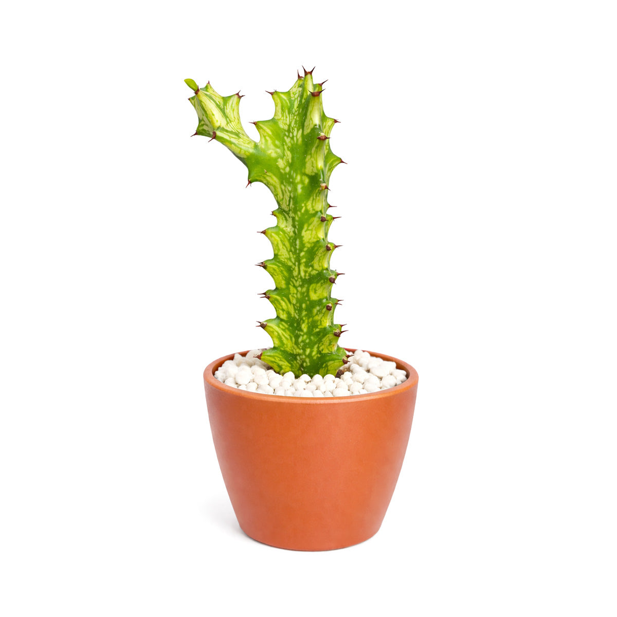 4 inch Euphorbia 'Mint Cream' Cactus in decorative pot, indoor succulents, buy cactus online, unique cactus for sale