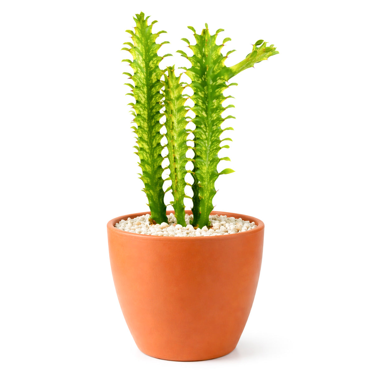 Euphorbia 'Mint Cream' Cactus in decorative pot, indoor succulents, buy cactus online, unique cactus for sale