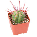 2 inch Euphorbia ferox (Pincushion Euphorbia) for sale. Euphorbia ferox is a fascinating succulent featuring a rounded shape covered with prominent spines that add texture and character to any collection. It grows best in bright light with fast-draining soil and needs minimal watering to stay healthy. This low-maintenance plant is ideal for succulent enthusiasts and modern indoor displays.