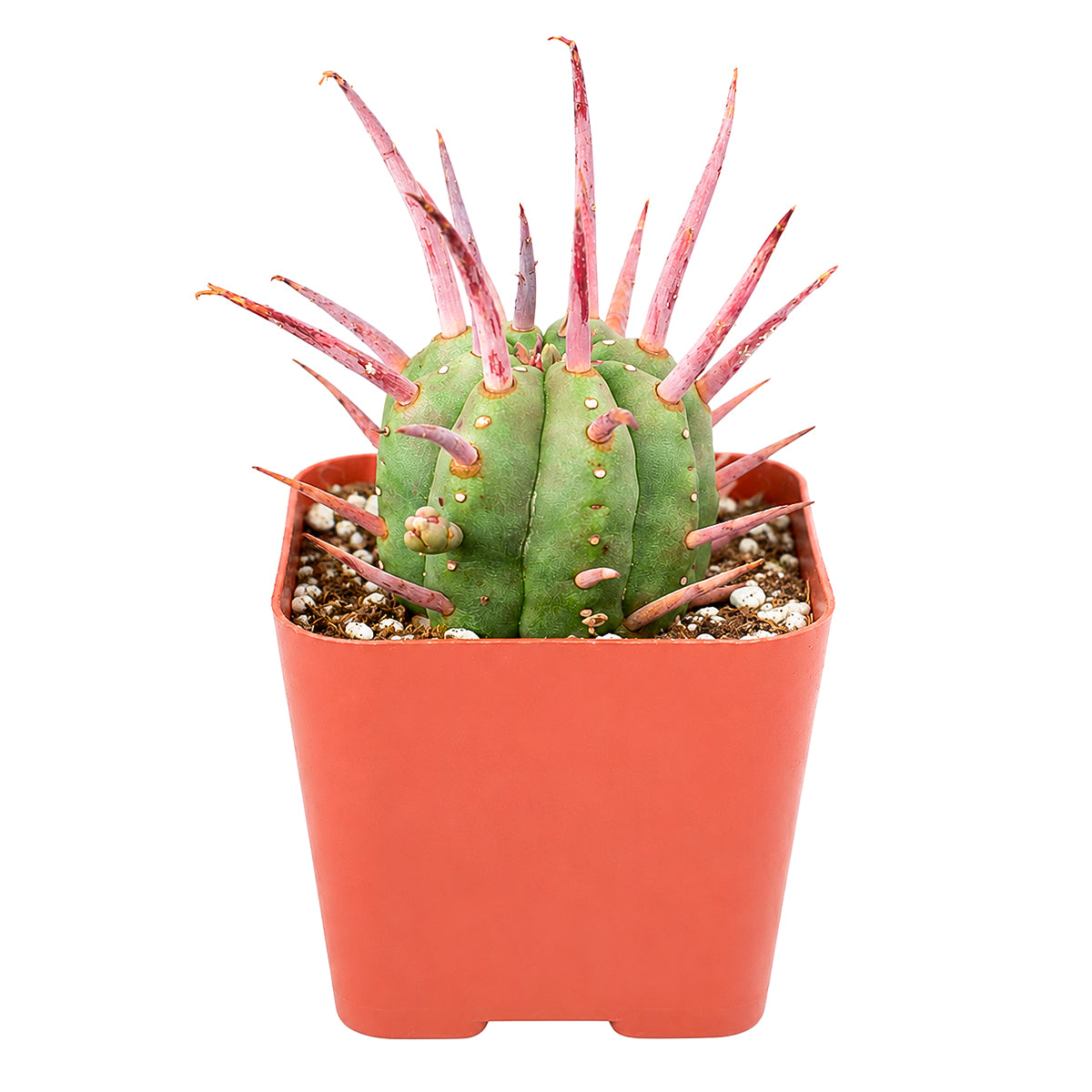 4 inch Euphorbia ferox (Pincushion Euphorbia) for sale. Euphorbia ferox is an ornamental succulent admired for its compact growth and dramatic spiny appearance that complements modern plant displays. It thrives in bright light with well-draining soil and is highly drought-tolerant once established. This attractive succulent is perfect for collectors, indoor spaces, or as a thoughtful gift for plant enthusiasts.
