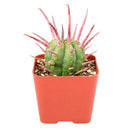 2 inch Euphorbia ferox (Pincushion Euphorbia) for sale. Euphorbia ferox is a fascinating succulent featuring a rounded shape covered with prominent spines that add texture and character to any collection. It grows best in bright light with fast-draining soil and needs minimal watering to stay healthy. This low-maintenance plant is ideal for succulent enthusiasts and modern indoor displays.