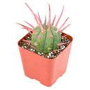 2 inch Euphorbia ferox (Pincushion Euphorbia) for sale. Euphorbia ferox is a fascinating succulent featuring a rounded shape covered with prominent spines that add texture and character to any collection. It grows best in bright light with fast-draining soil and needs minimal watering to stay healthy. This low-maintenance plant is ideal for succulent enthusiasts and modern indoor displays.
