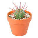 2 inch Euphorbia ferox (Pincushion Euphorbia) for sale. Euphorbia ferox is a fascinating succulent featuring a rounded shape covered with prominent spines that add texture and character to any collection. It grows best in bright light with fast-draining soil and needs minimal watering to stay healthy. This low-maintenance plant is ideal for succulent enthusiasts and modern indoor displays.