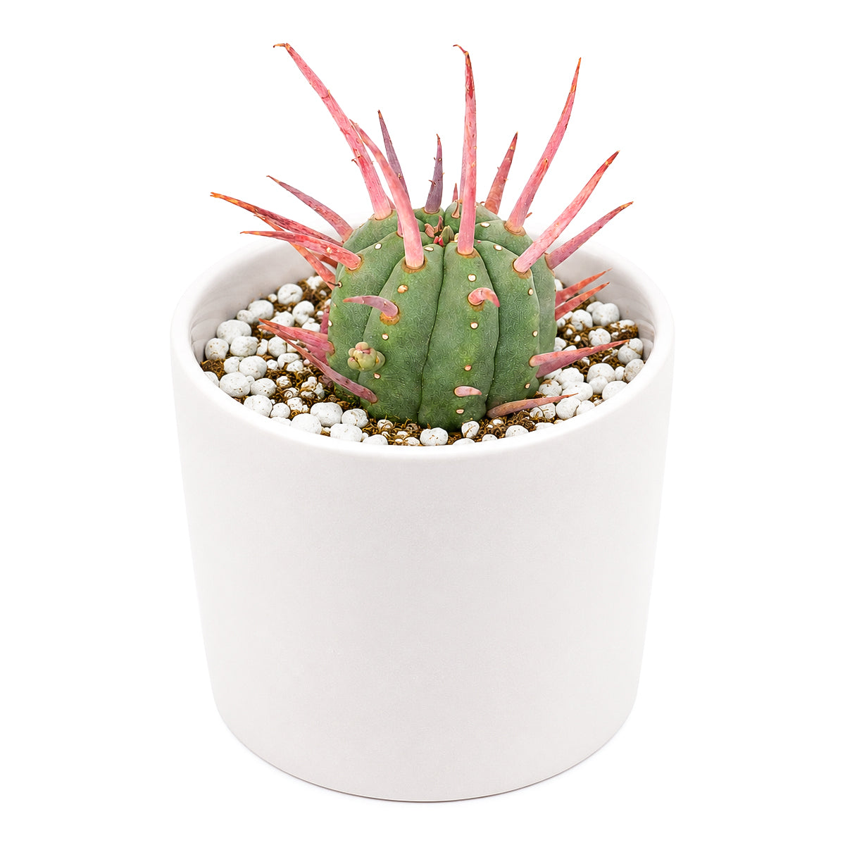 Buy 4 inch Euphorbia ferox (Pincushion Euphorbia) online. Pincushion Euphorbia is a remarkable succulent known for its rounded shape and impressive spiny texture that creates a bold focal point. It thrives in bright light with well-draining soil and requires only occasional watering for healthy growth. This distinctive succulent is perfect for homes, offices, or collectors of rare desert plants.