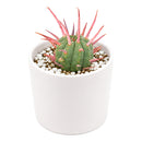 2 inch Euphorbia ferox (Pincushion Euphorbia) for sale. Euphorbia ferox is a fascinating succulent featuring a rounded shape covered with prominent spines that add texture and character to any collection. It grows best in bright light with fast-draining soil and needs minimal watering to stay healthy. This low-maintenance plant is ideal for succulent enthusiasts and modern indoor displays.