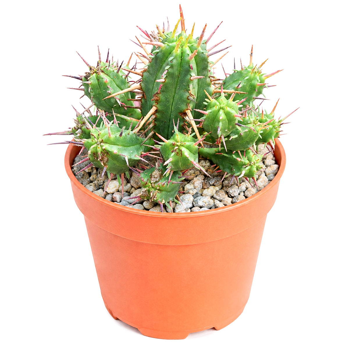 2 inch Euphorbia ferox (Pincushion Euphorbia) for sale. Euphorbia ferox is a compact succulent with bold geometric form and striking spines that bring a dramatic desert accent to any space. It thrives in bright light with well-draining soil and is highly drought-tolerant once established. This easy-care succulent is an excellent addition to homes, offices, or succulent collections.