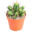 2 inch Euphorbia ferox (Pincushion Euphorbia) for sale. Euphorbia ferox is a fascinating succulent featuring a rounded shape covered with prominent spines that add texture and character to any collection. It grows best in bright light with fast-draining soil and needs minimal watering to stay healthy. This low-maintenance plant is ideal for succulent enthusiasts and modern indoor displays.