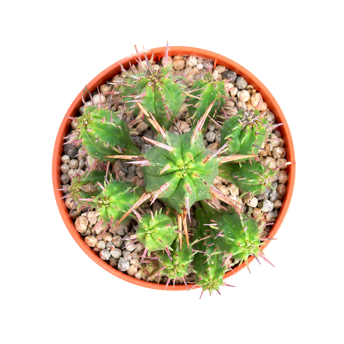 Buy 2 inch Euphorbia ferox (Pincushion Euphorbia) online. This eye-catching succulent is prized for its sculptural form and distinctive spiny appearance that stands out in any plant collection. It prefers bright light, well-draining soil, and infrequent watering for healthy growth. This hardy succulent is perfect for beginners, collectors, or anyone who appreciates unique plants.