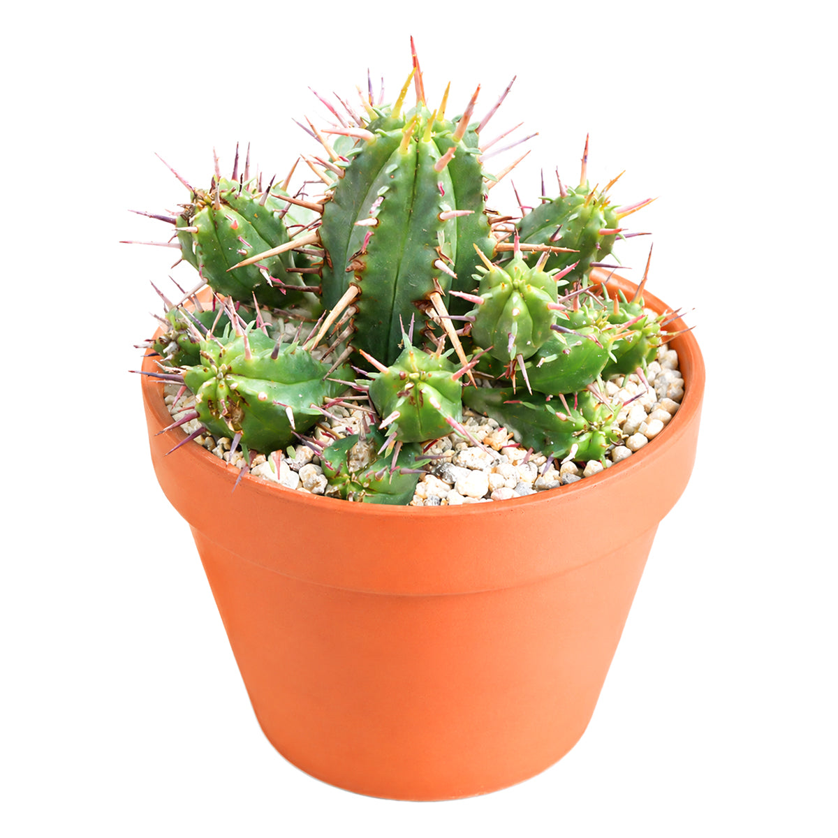 2 inch Euphorbia ferox (Pincushion Euphorbia) for sale. Euphorbia ferox is a fascinating succulent featuring a rounded shape covered with prominent spines that add texture and character to any collection. It grows best in bright light with fast-draining soil and needs minimal watering to stay healthy. This low-maintenance plant is ideal for succulent enthusiasts and modern indoor displays.