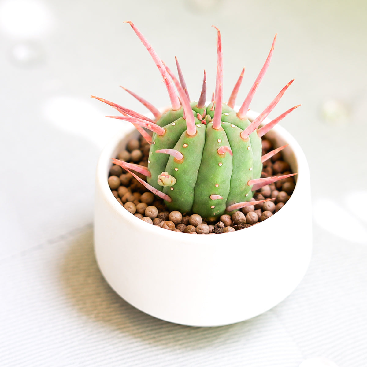 Buy 2 inch Euphorbia ferox (Pincushion Euphorbia) online. Pincushion Euphorbia is a distinctive succulent admired for its compact form and dense spines that create a striking architectural look. It thrives in bright light with well-draining soil and requires only occasional watering, making it an easy-care choice. This unique succulent is perfect for homes, offices, or collectors looking for an unusual desert plant.