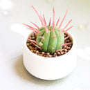 2 inch Euphorbia ferox (Pincushion Euphorbia) for sale. Euphorbia ferox is a fascinating succulent featuring a rounded shape covered with prominent spines that add texture and character to any collection. It grows best in bright light with fast-draining soil and needs minimal watering to stay healthy. This low-maintenance plant is ideal for succulent enthusiasts and modern indoor displays.