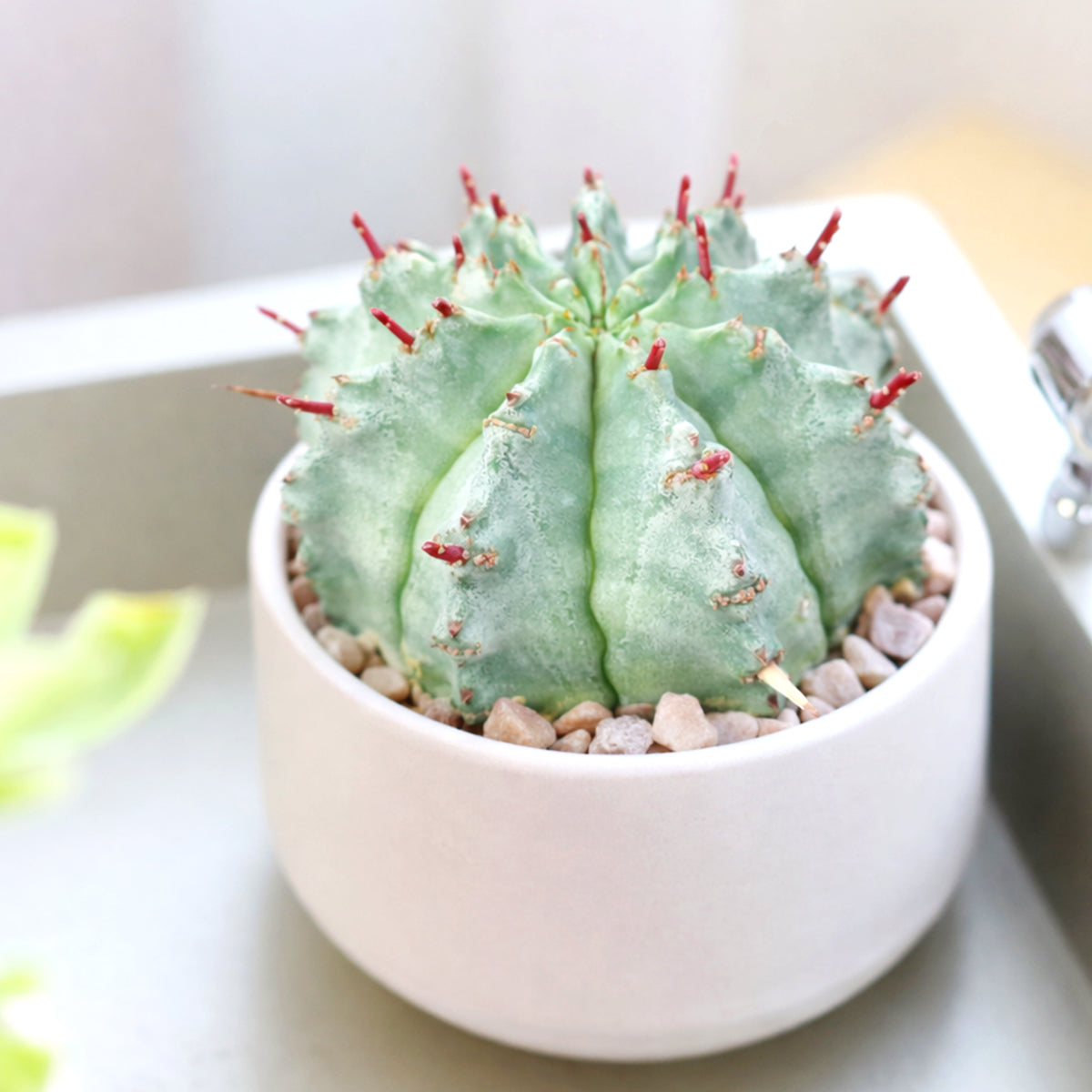 2 inch Euphorbia horrida, green succulents, indoor succulents, succulent care guide, buy succulents online