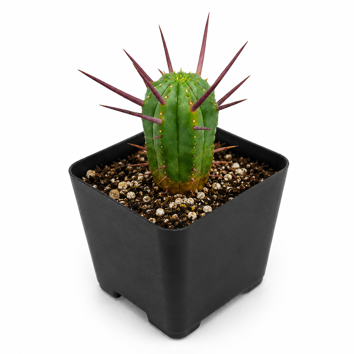 4 inch Euphorbia Enopla Cactus for sale. Euphorbia Enopla Cactus is admired for its unique columnar stems and colorful red spines that create bold visual interest. It grows best in bright sunlight with fast-draining soil and infrequent watering. This hardy succulent is ideal for beginners and experienced collectors alike.

