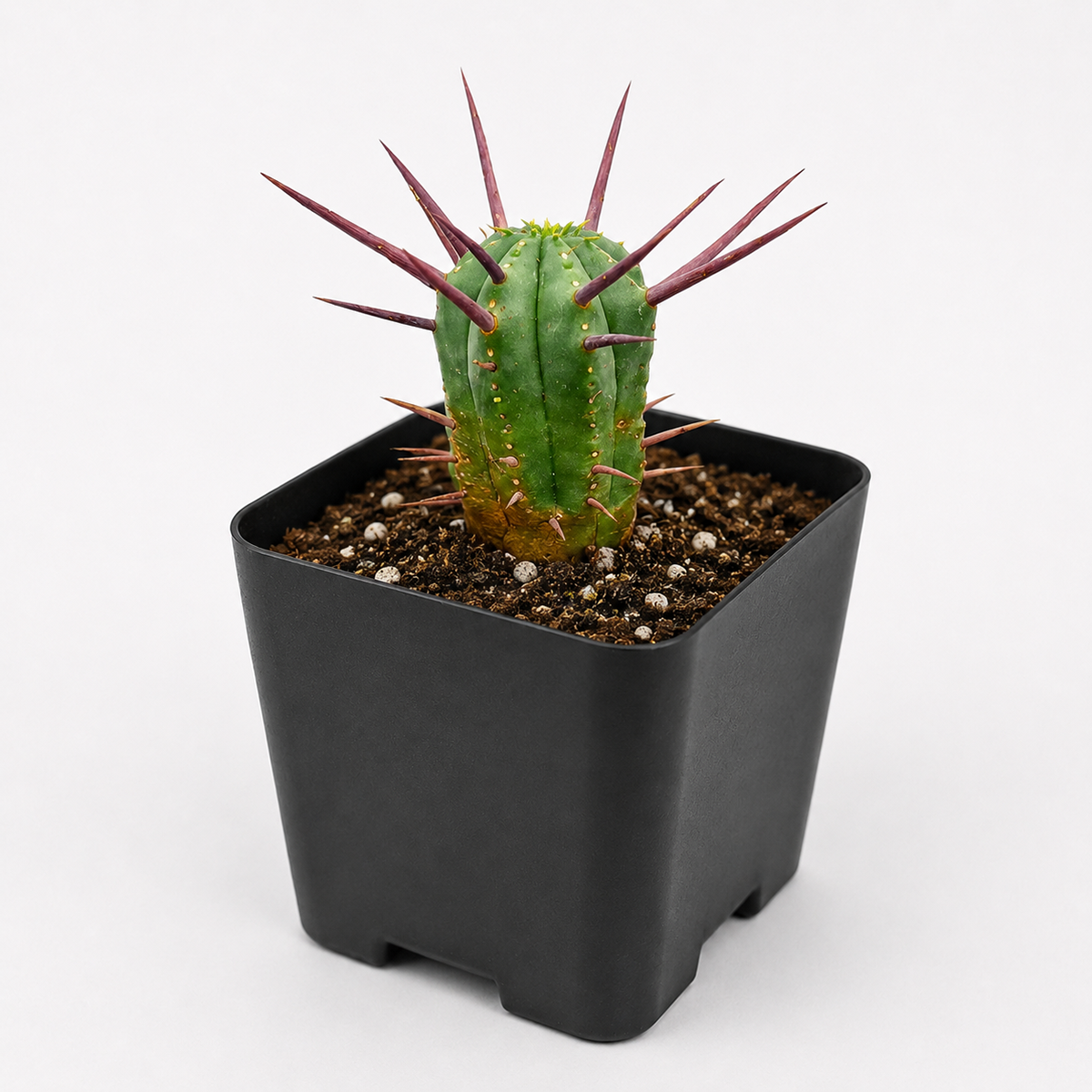 Buy Euphorbia Enopla Cactus 4 inch online. This eye-catching succulent features ribbed green stems accented by vibrant red thorns for a dramatic appearance. It prefers bright light and dry conditions, making it easy to maintain indoors. A great choice for succulent lovers looking to add texture to their collection.