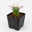 4 inch Euphorbia Enopla Cactus for sale. Euphorbia Enopla Cactus is admired for its unique columnar stems and colorful red spines that create bold visual interest. It grows best in bright sunlight with fast-draining soil and infrequent watering. This hardy succulent is ideal for beginners and experienced collectors alike.

