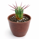 4 inch Euphorbia Enopla Cactus for sale. Euphorbia Enopla Cactus is admired for its unique columnar stems and colorful red spines that create bold visual interest. It grows best in bright sunlight with fast-draining soil and infrequent watering. This hardy succulent is ideal for beginners and experienced collectors alike.

