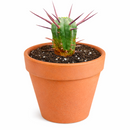 4 inch Euphorbia Enopla Cactus for sale. Euphorbia Enopla Cactus is admired for its unique columnar stems and colorful red spines that create bold visual interest. It grows best in bright sunlight with fast-draining soil and infrequent watering. This hardy succulent is ideal for beginners and experienced collectors alike.

