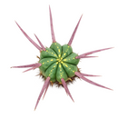 4 inch Euphorbia Enopla Cactus for sale. Euphorbia Enopla Cactus is admired for its unique columnar stems and colorful red spines that create bold visual interest. It grows best in bright sunlight with fast-draining soil and infrequent watering. This hardy succulent is ideal for beginners and experienced collectors alike.

