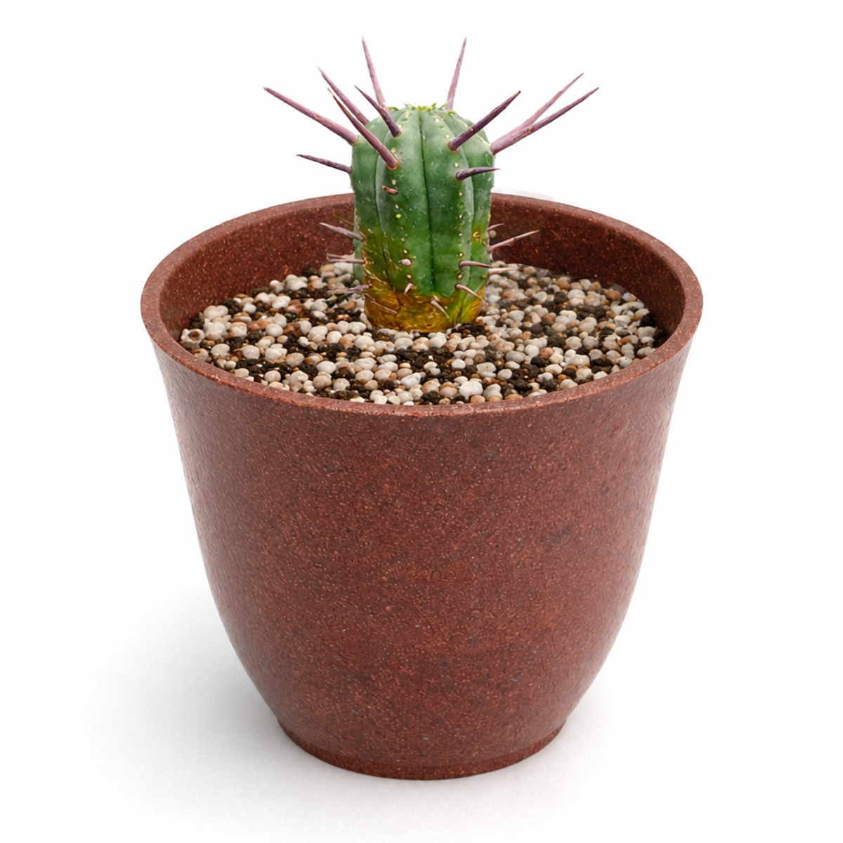 Buy Euphorbia Enopla Cactus 4 inch online. With its upright growth and colorful reddish spines, Euphorbia Enopla Cactus adds a dramatic desert-inspired look to any space. It grows well in bright light and requires very little water to stay healthy. This compact succulent is perfect for collectors and beginner plant owners.